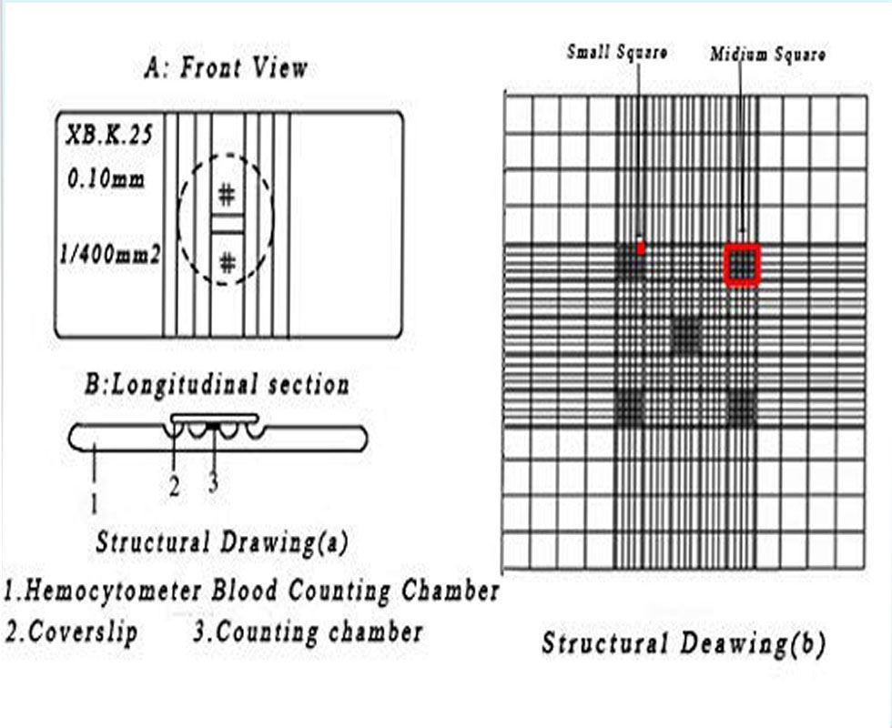 Bright Line Blood Counting Chamber
